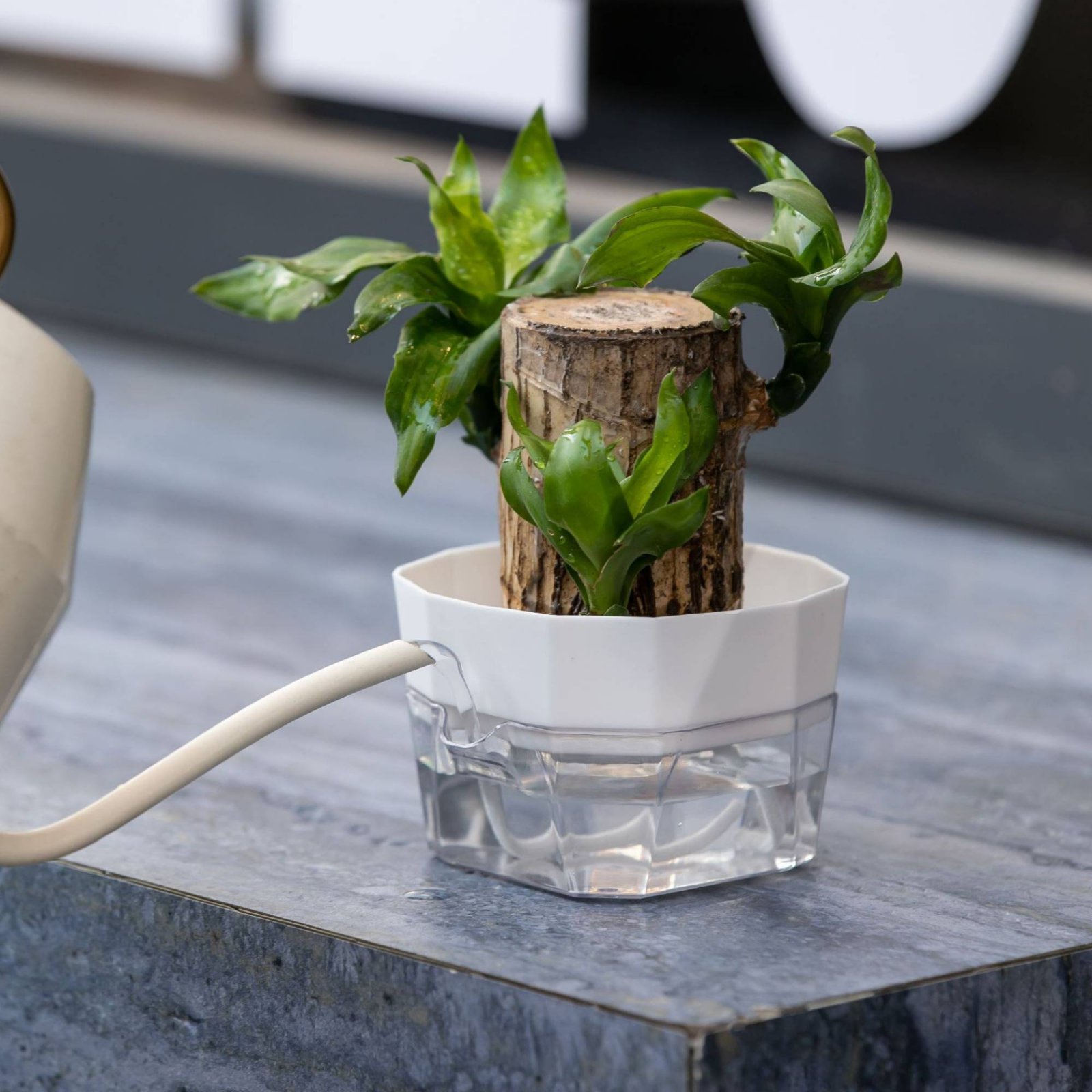 Vas Bunga Hidroponik Desain 2  - Automatic Watering ulasan dan harga