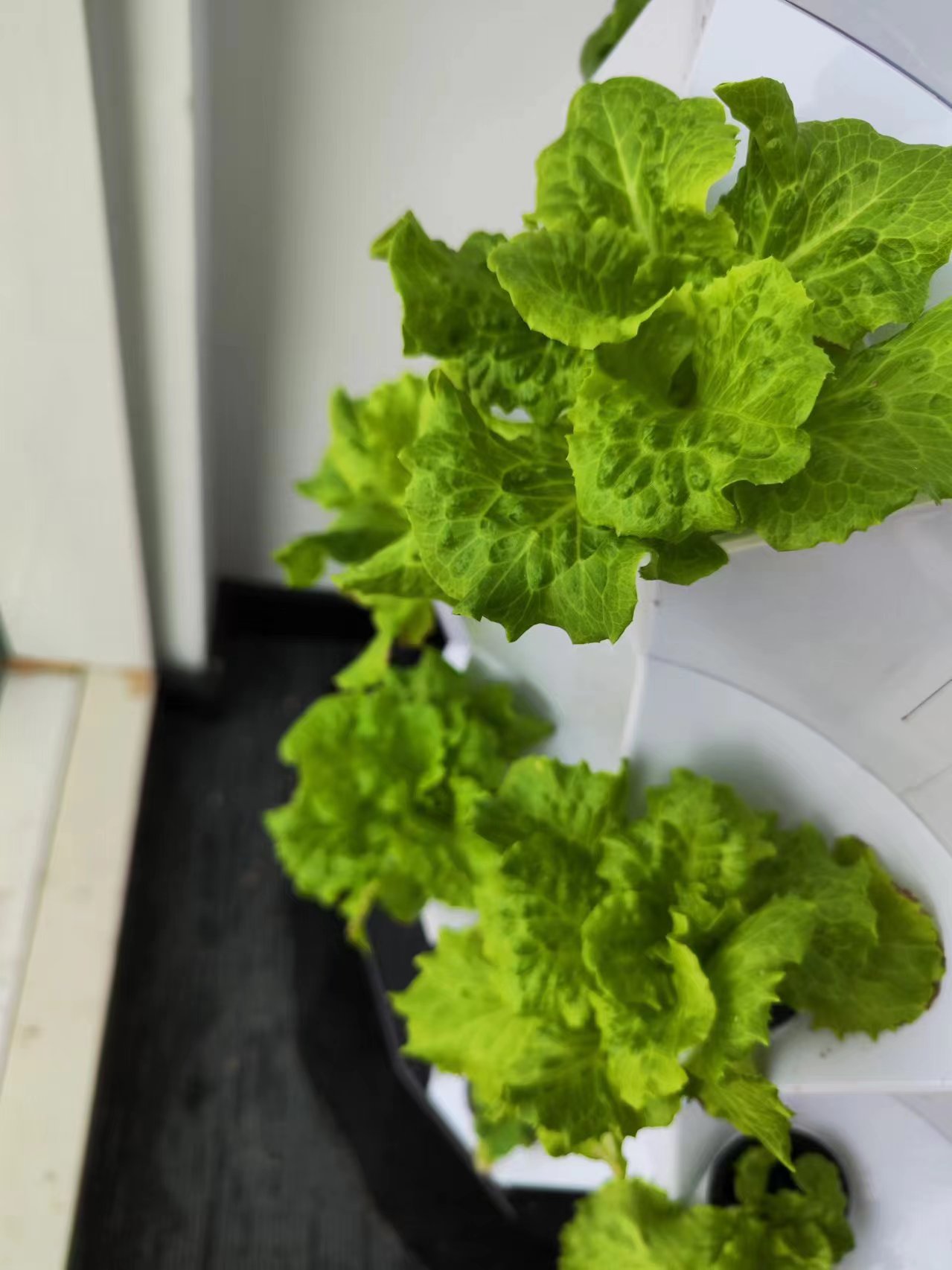 Sistem Irigasi Tetes Otomatis  - Hydroponic Tower ulasan dan harga